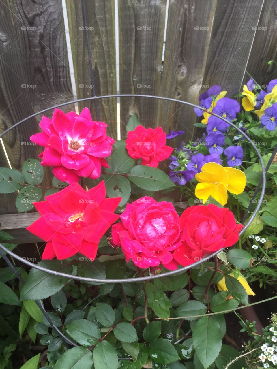 Red Roses in the garden 