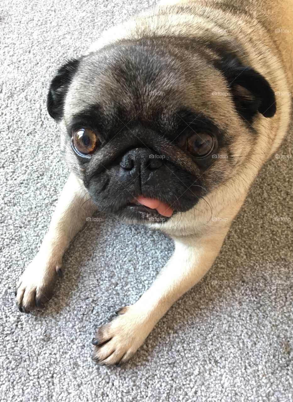 Bob the Pug dog lying down inside on a grey carpet with his tongue out 