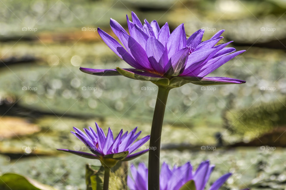Purple lotus flower and lily pads