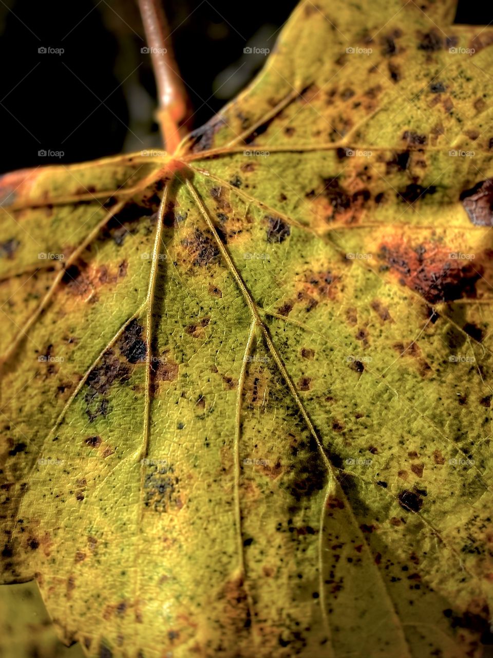 Leaf Veins 