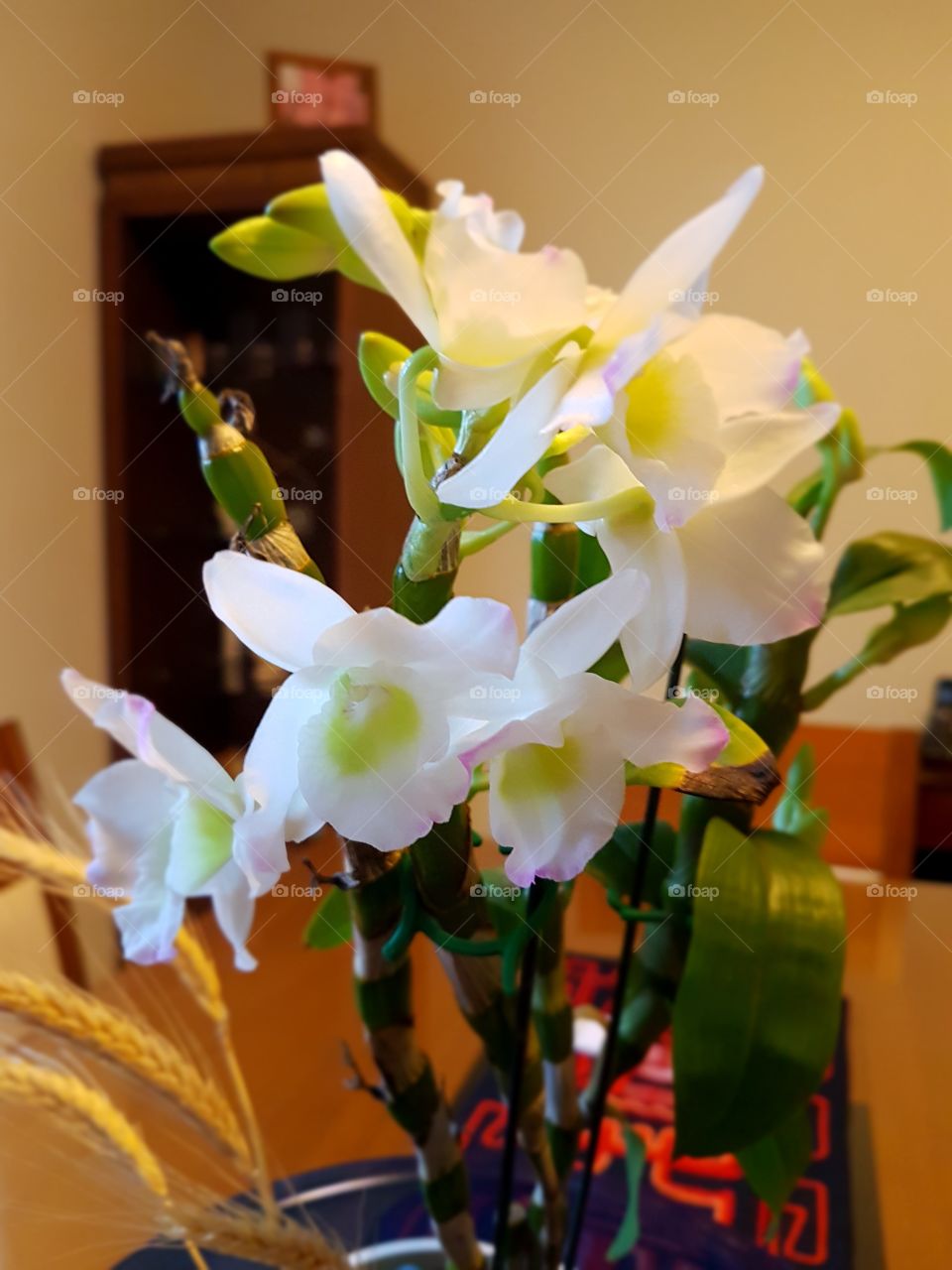 Orchid flowers