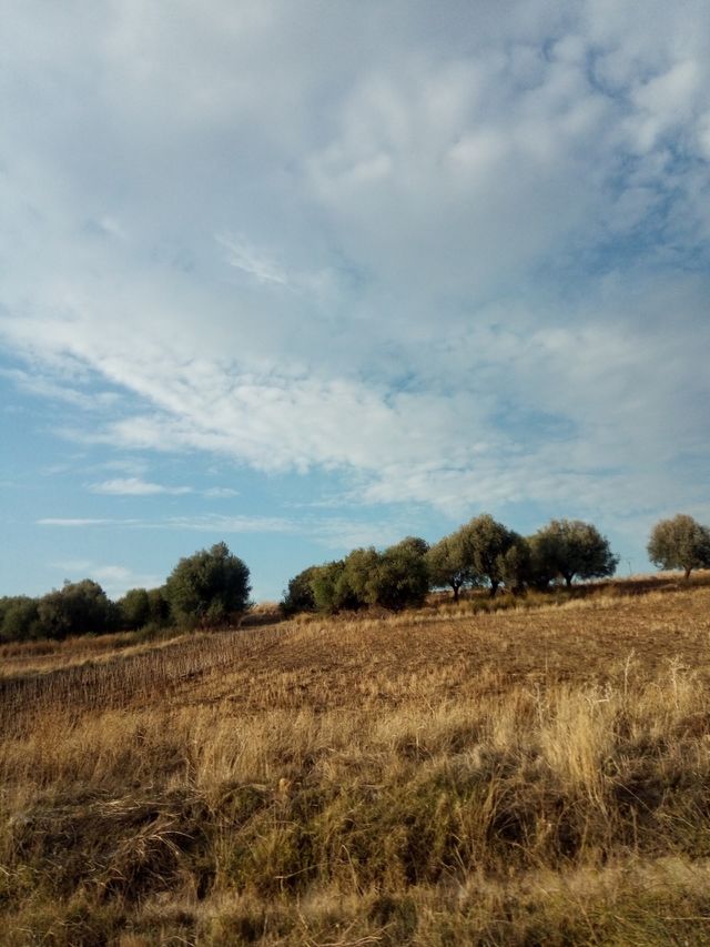 Trees