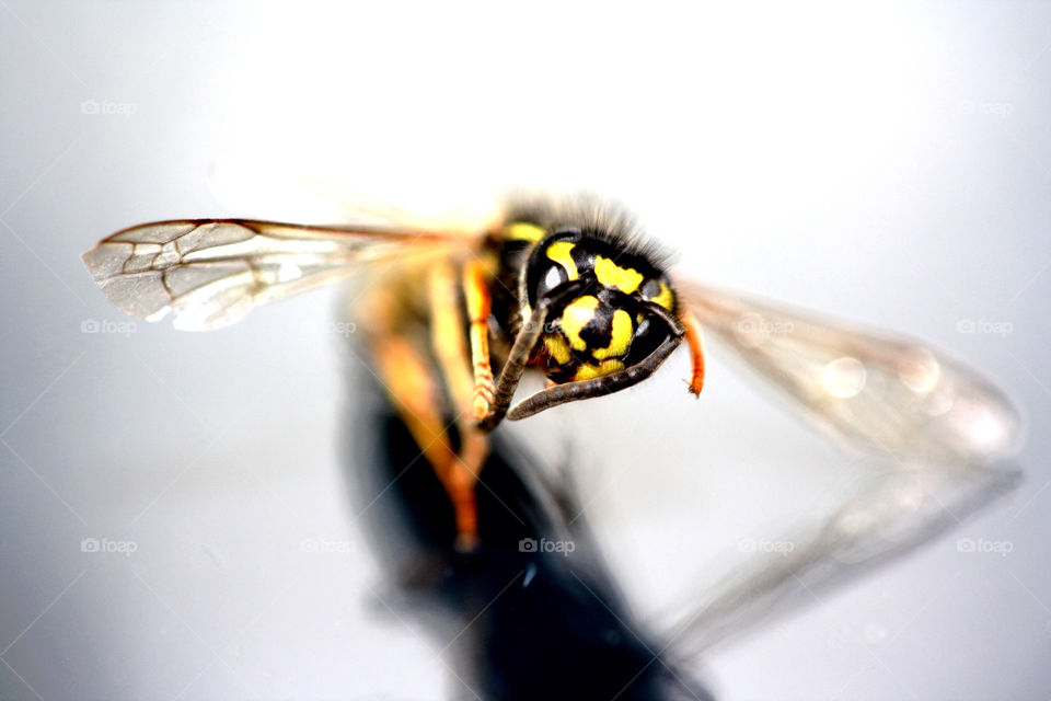 summer insect animals wasp by kaasarod