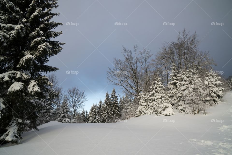 Nature covered in snow during winter. Slovakia