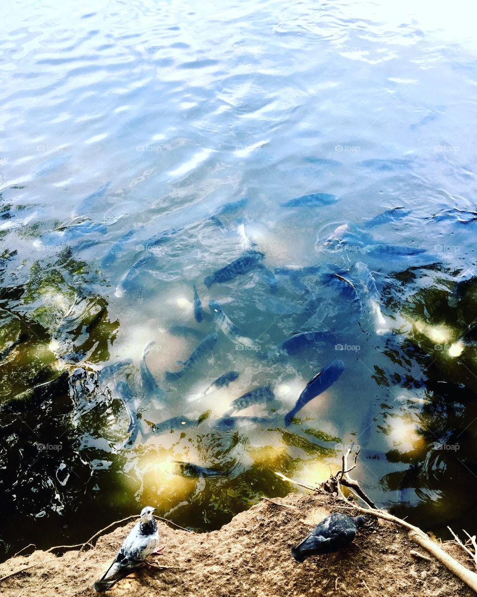 ‪Acho que vou armar minha vara de bambu aqui. Precisa de isca?‬
‪🎣 ‬
‪#pescaria #peixe #lago #natureza #fotografia #paz #relax ‬