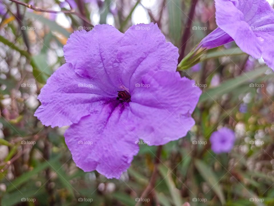 Close-up view of a beautiful purple flower with a smooth texture and wide petals, and a small black insect in the center