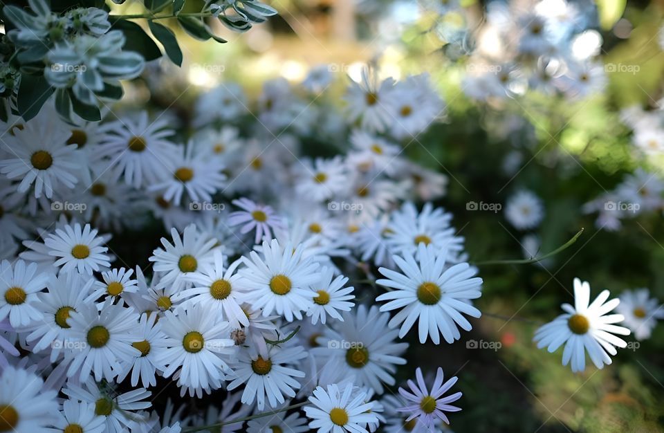 white flower close up