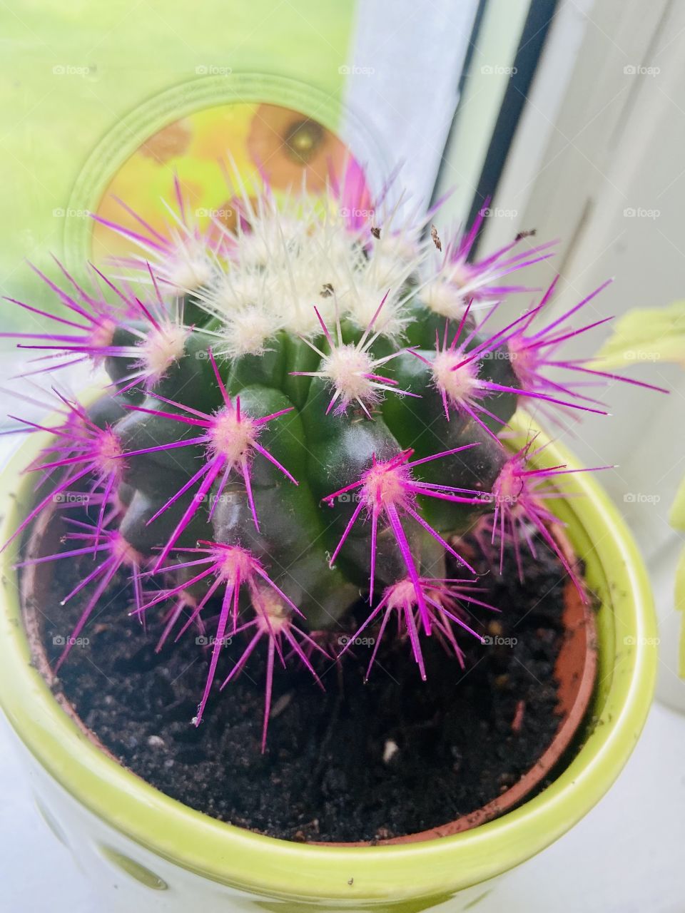 Who doesn’t love a cactus? 🌵