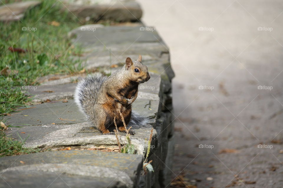 Shy grey squirrel