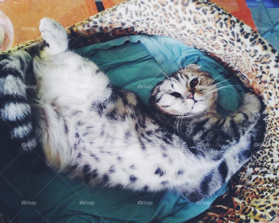 funny Scottish fold kitten