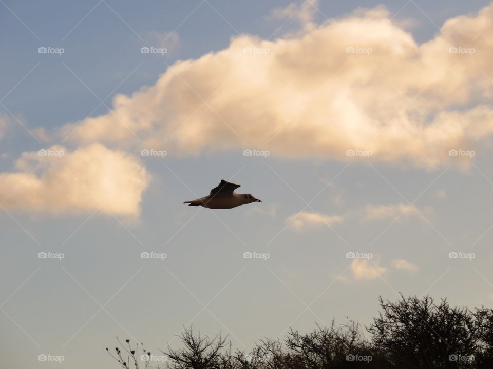 seagull in flight