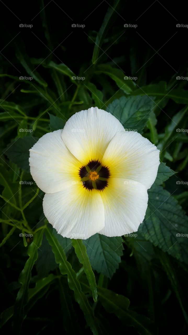 breezy white flower