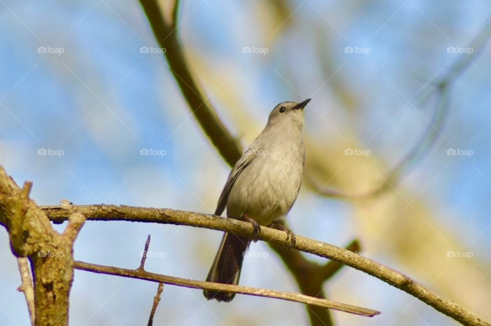 Bird perching on branch