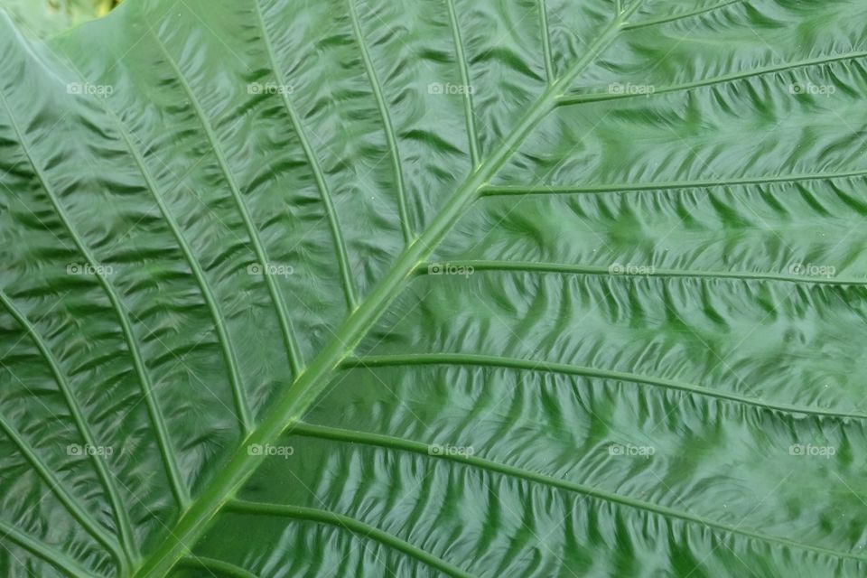 What makes a leaf