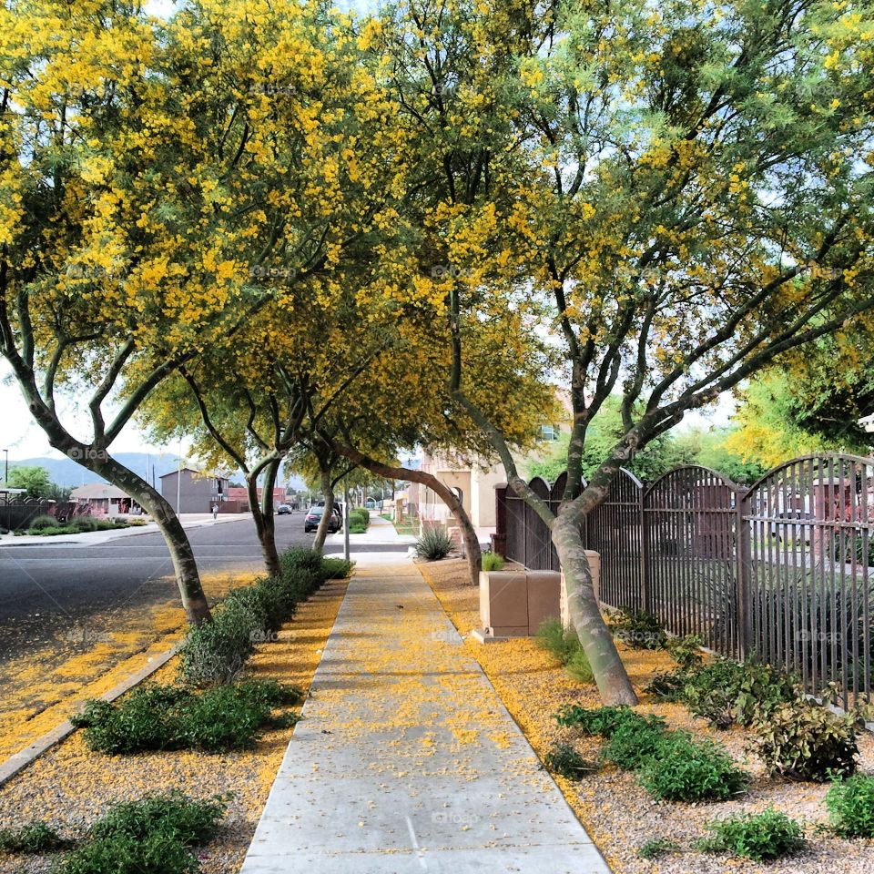 Springtime Phoenix AZ