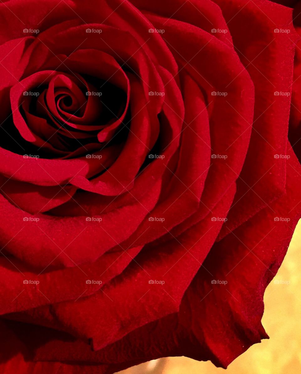 Red Rose