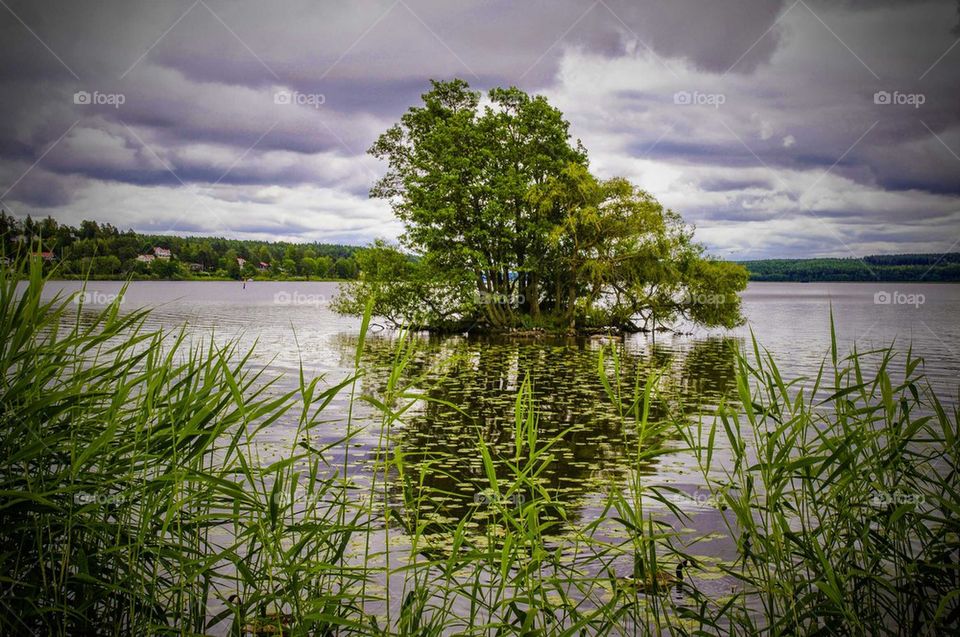 Trees in the lake