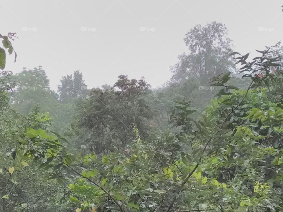 Forest clowedy and rainy.