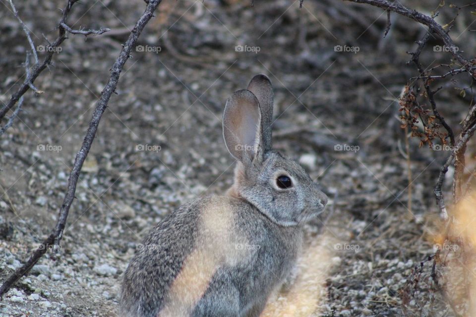 Rabbit 