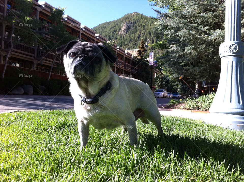 Aspen Pug