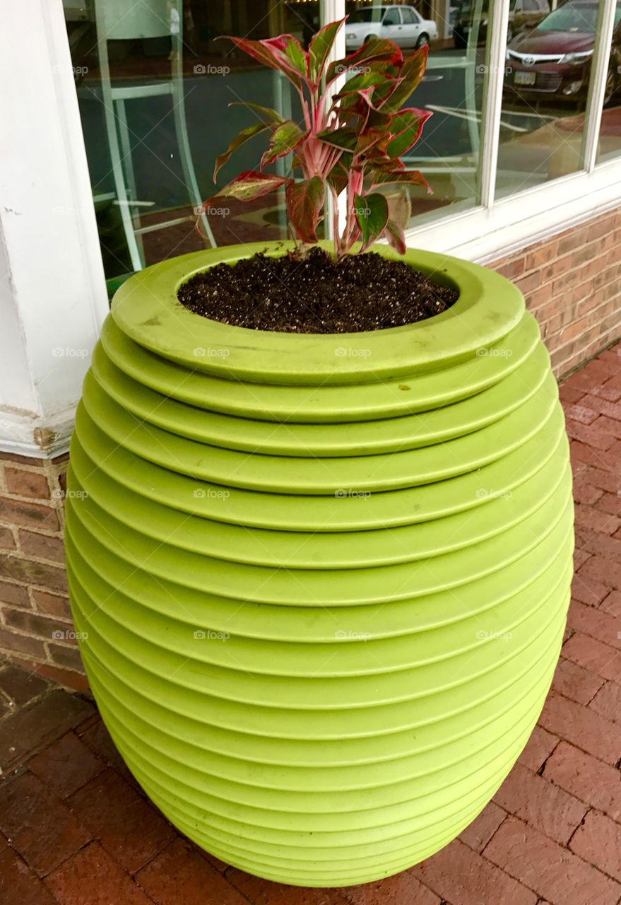 Plant in Large Pot