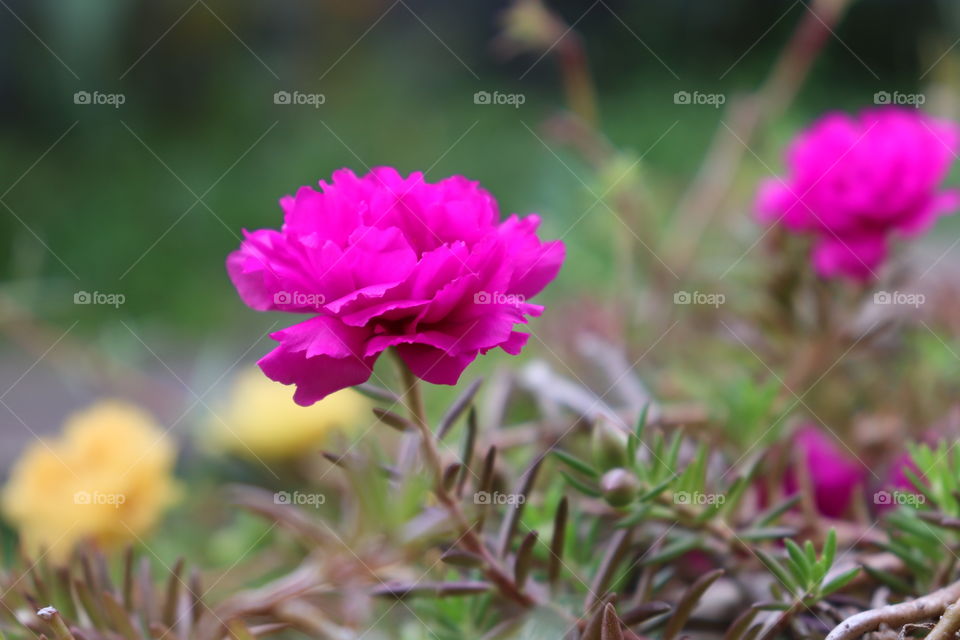 mossrose