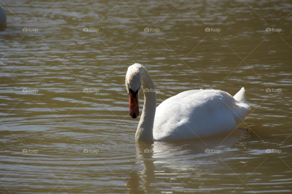 swans on the lake