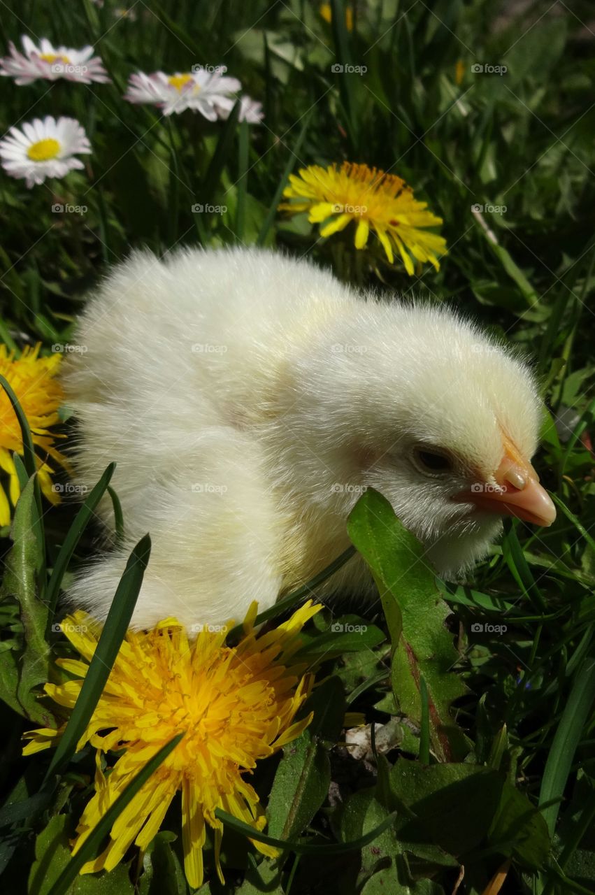 chick. farmyard chick in the grass
