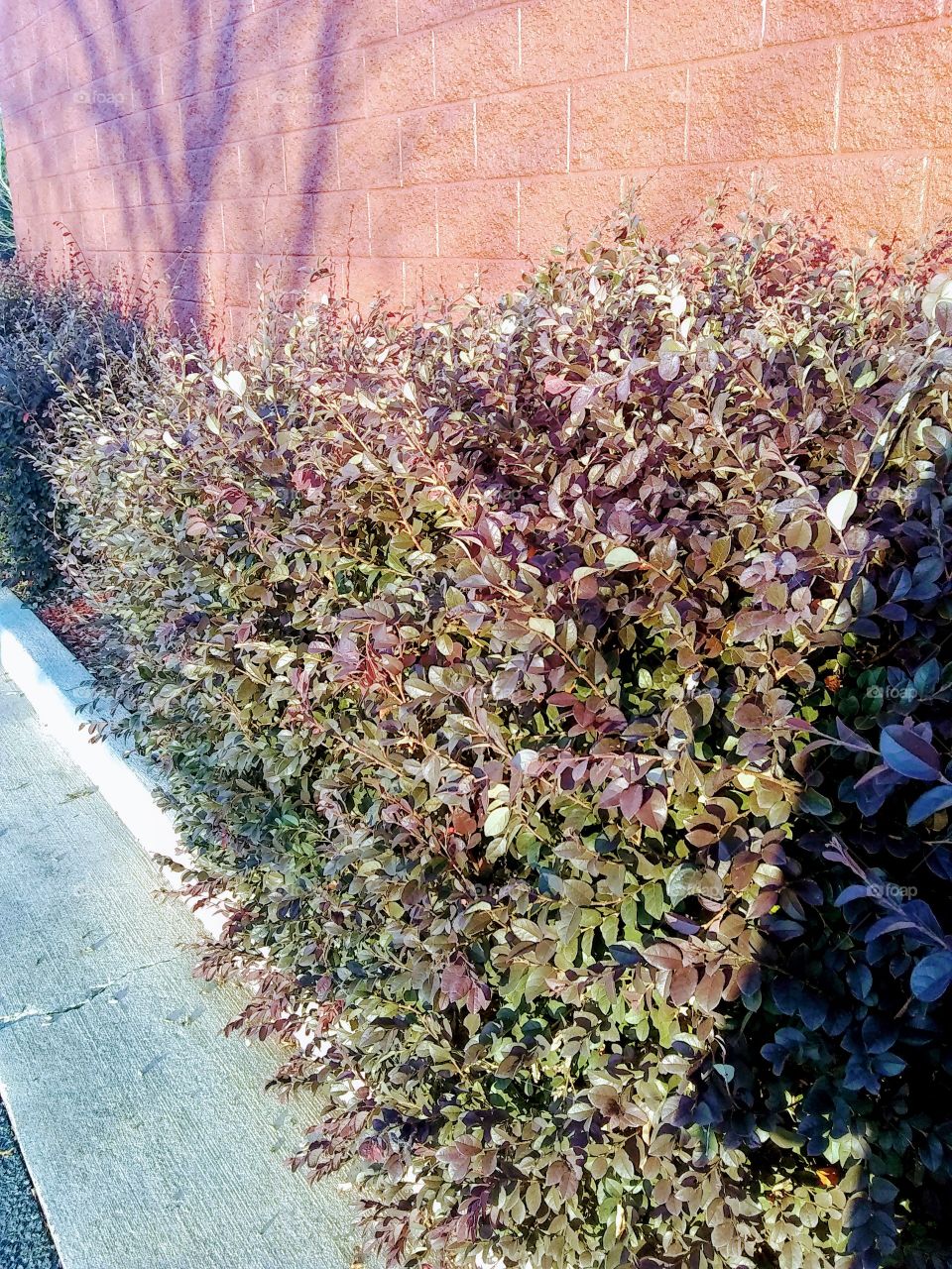 bushes