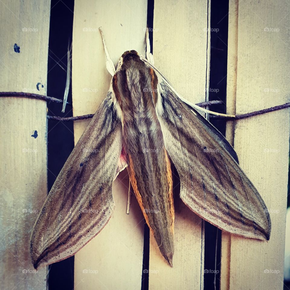 Giant furry moth on a wooden fence. Beautiful colors.