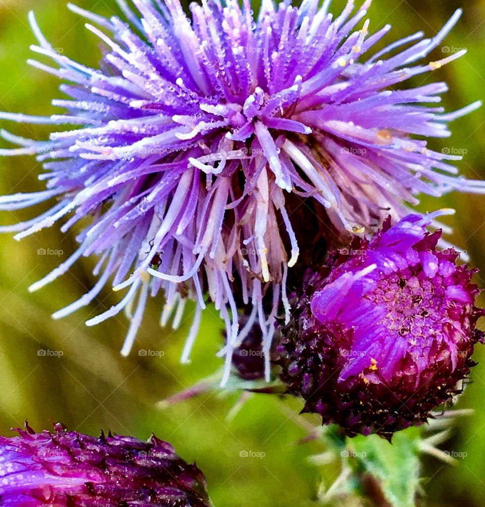 Fluffy Thistle 