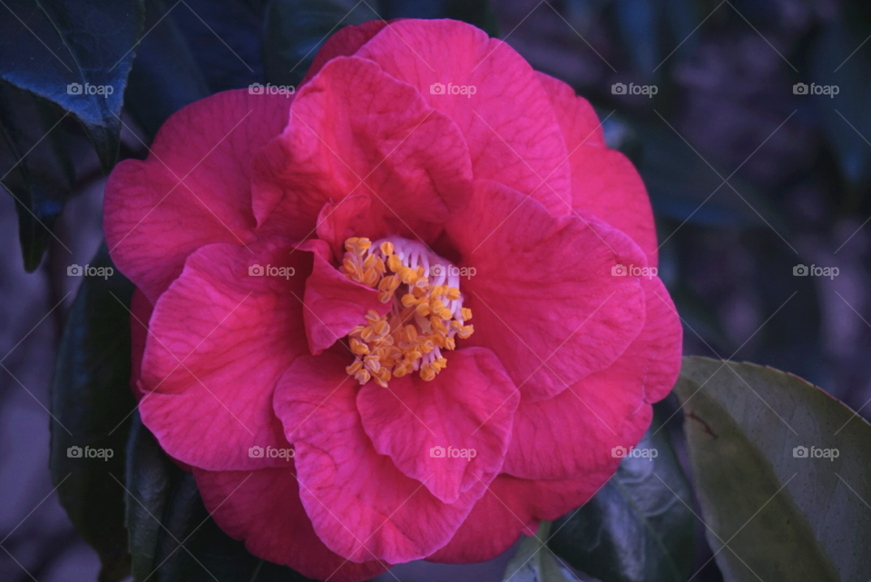 Red Camellia 
Springs 
California flower