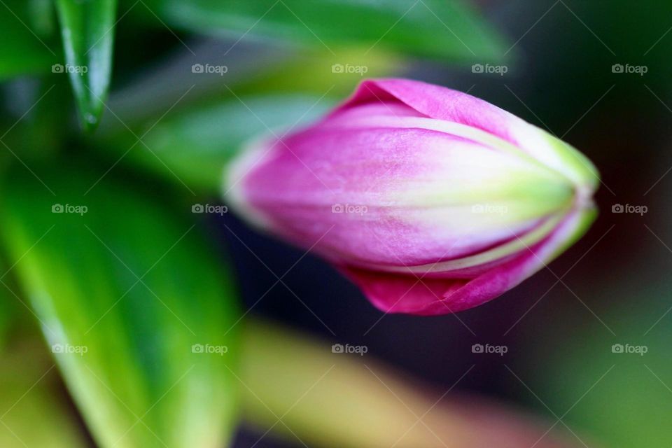 Tulip Bud