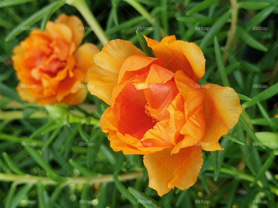 the portulaca grandiflora