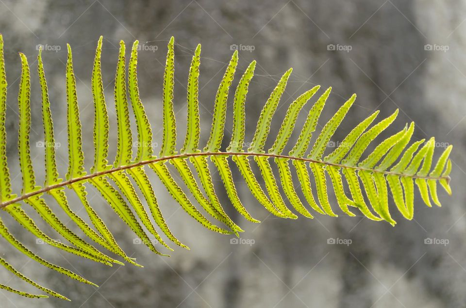 Horizontal Leaf Of Ostrich Fern