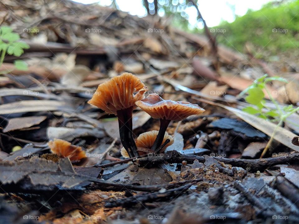 fungi/mushrooms after few days of rain