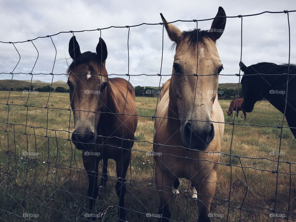 Horses on ranch