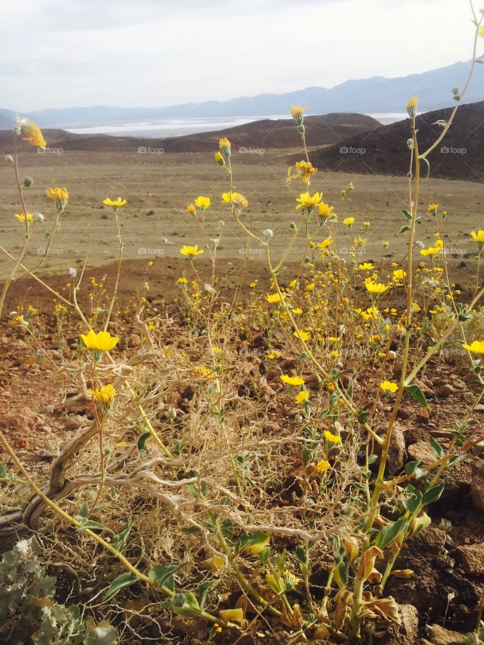 Superbloom in Death Valley 