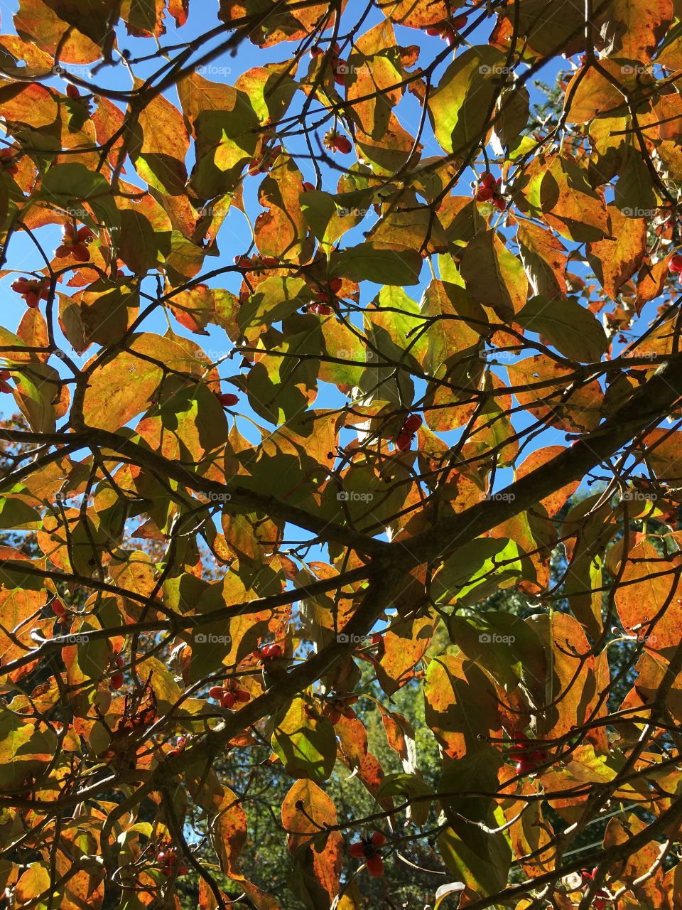 Dogwood leaves in fall