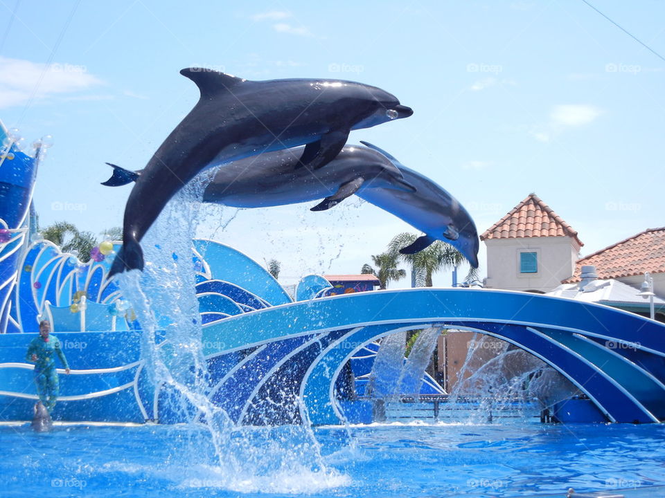 dolphins swimming