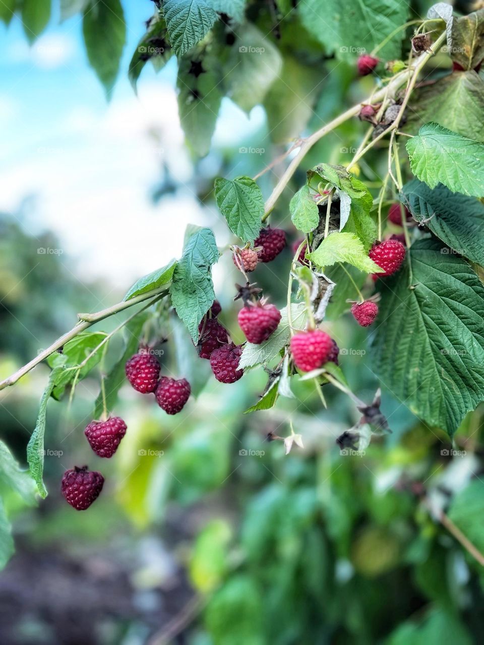 Raspberries 