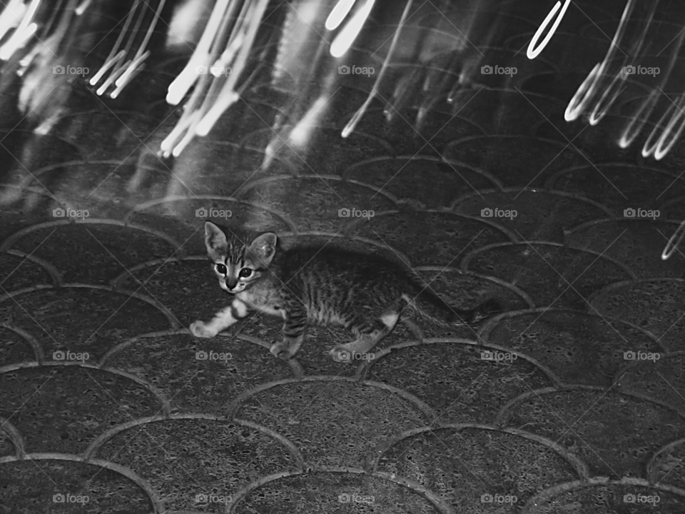 Little kitten in the night on the town square. Black and white photography.