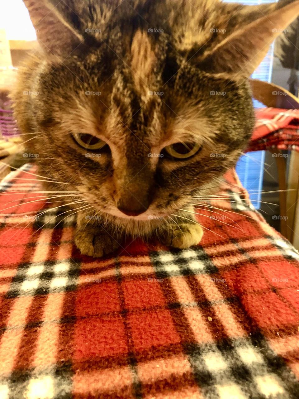 Close up to kitty / Family pet tiger kitty 🐾❤️