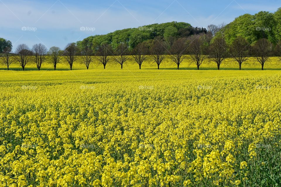 Field of oilseed rape