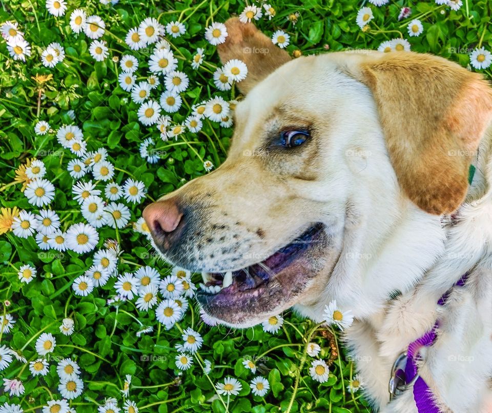 Happy dog with a funny smile laying on a bed of daisies 