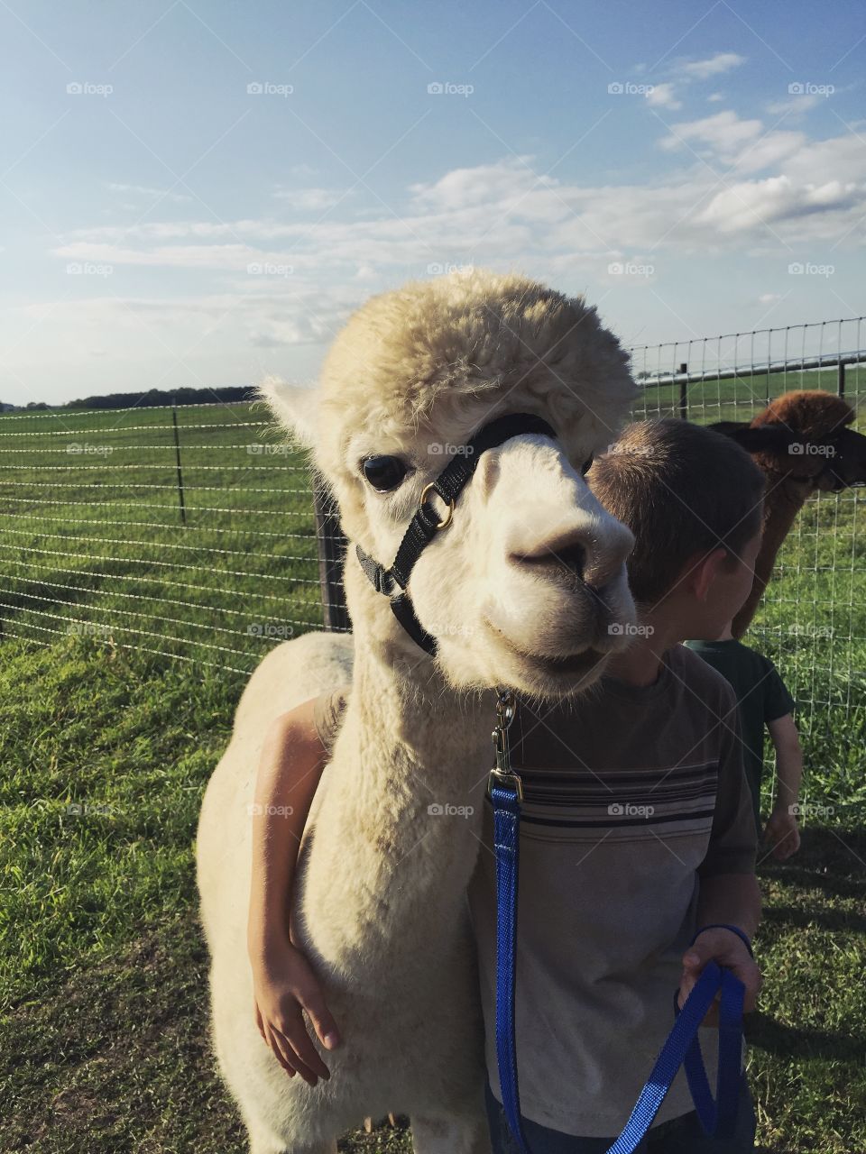 Boy embracing Llama