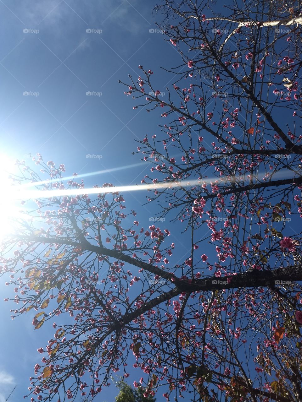 sunlight and tree Flower