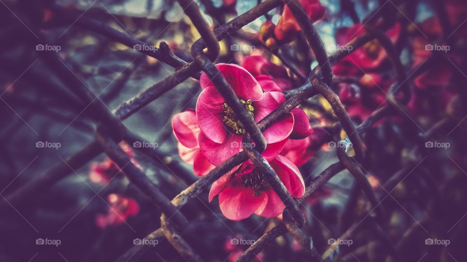 pomegranate flowers