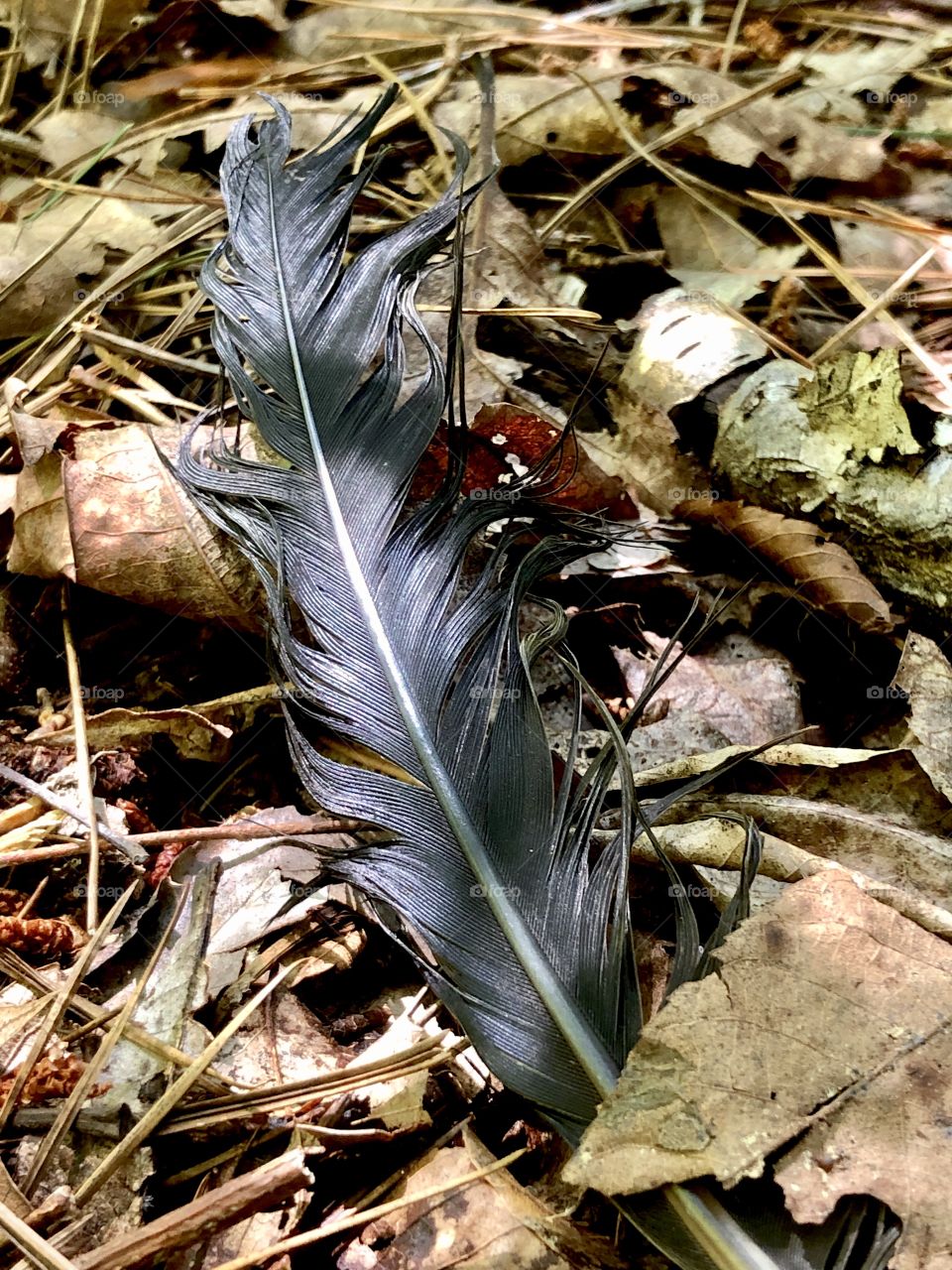 Closeup crow feather on forest floor after rain