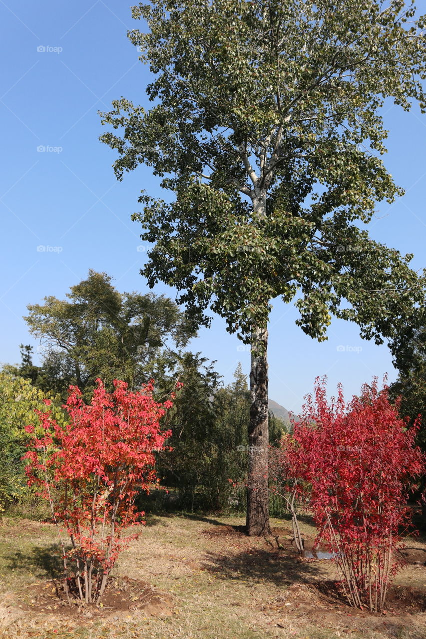 The red leaves surrounded by the trees